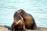 Picture 'Eq1_11_14 Galapagos Sea Lion, Galapagos, Fernandina, Punta Espinosa'